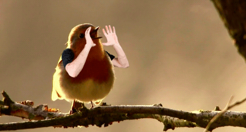 Birds With Arms (20 gifs)