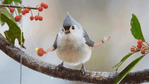 Birds With Arms (20 gifs)