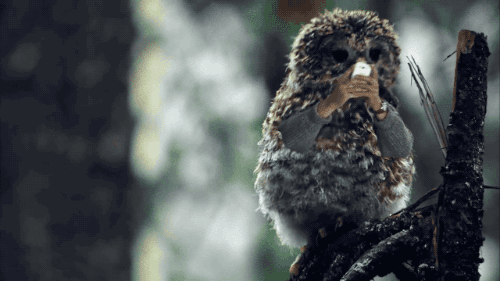 Birds With Arms (20 gifs)