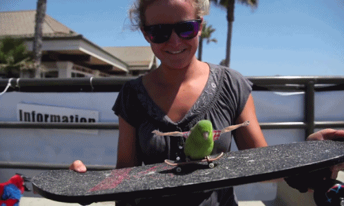Birds With Arms (20 gifs)