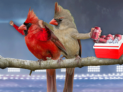 Birds With Arms (20 gifs)