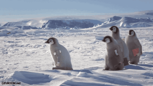 Birds With Arms (20 gifs)