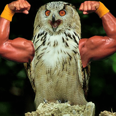 Birds With Arms (20 gifs)