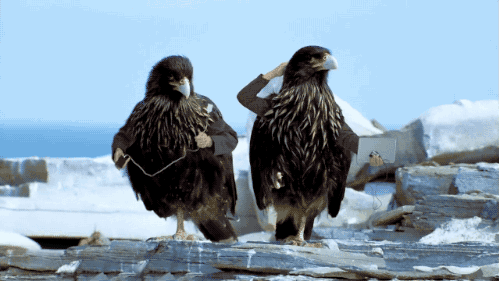 Birds With Arms (20 gifs)