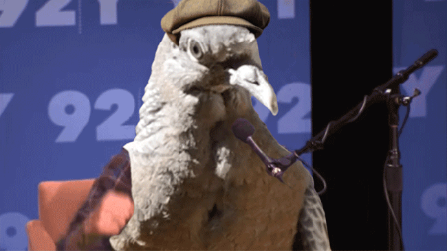 Birds With Arms (20 gifs)