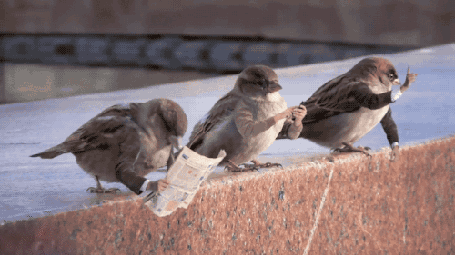 Birds With Arms (20 gifs)