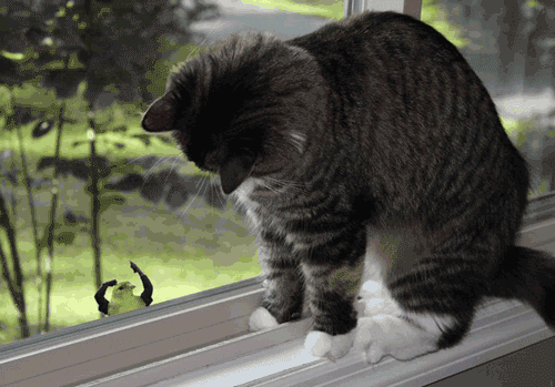 Birds With Arms (20 gifs)