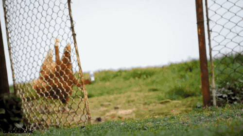 Birds With Arms (20 gifs)