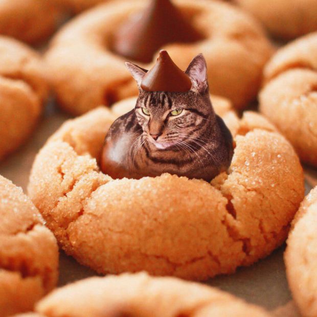 Cats Photoshopped Into Food (18 pics)
