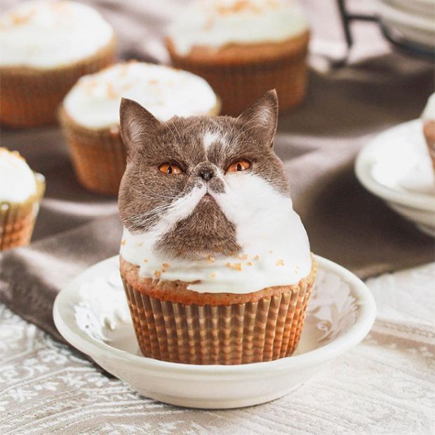 Cats Photoshopped Into Food (18 pics)