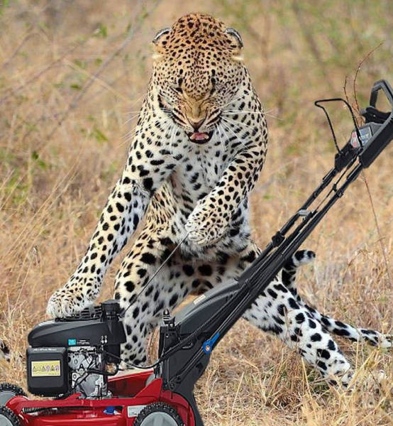 Funny Photoshops (30 pics)