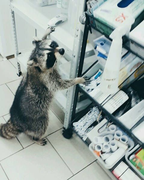 This Raccoon Is A Good Veterinarian (8 pics)