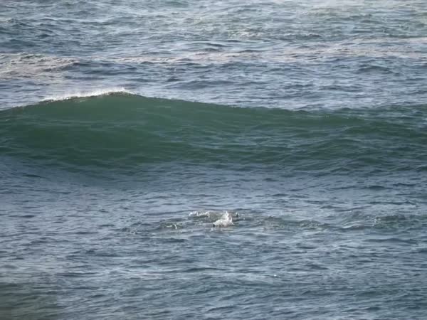 Lame Paddle Boarder Gets Rekt By Chill Dolphin