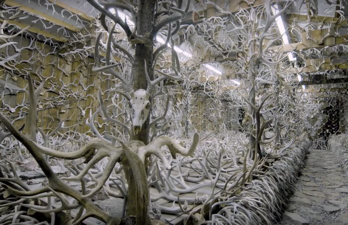 This guy Collects Antlers (7 pics)