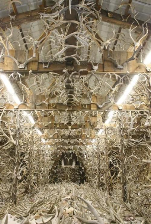 This guy Collects Antlers (7 pics)