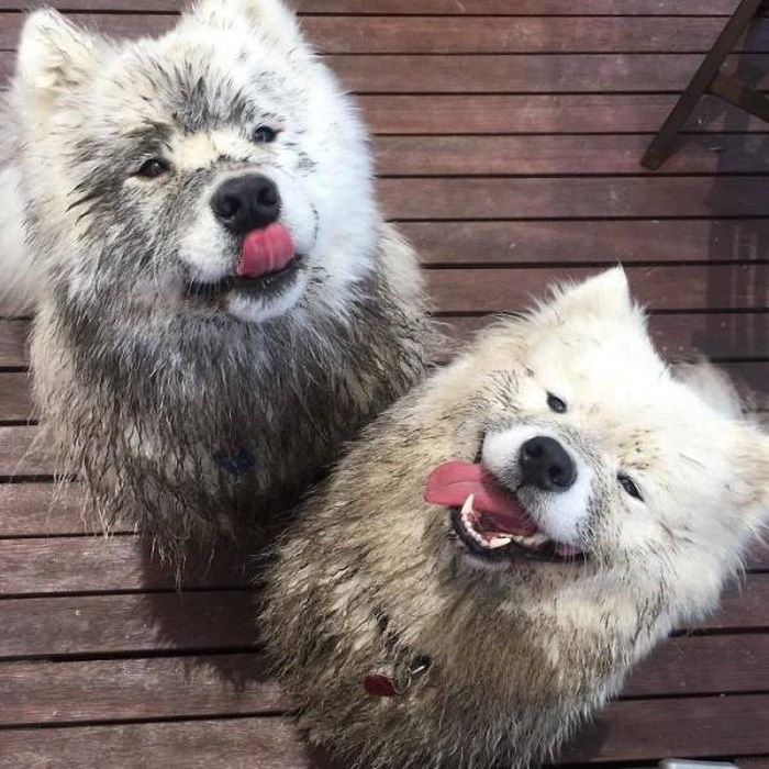 Cute Samoyeds (42 pics)