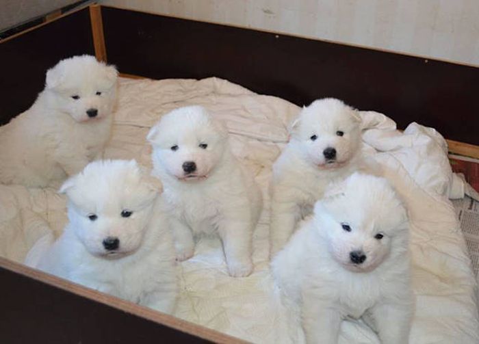 Cute Samoyeds (42 pics)