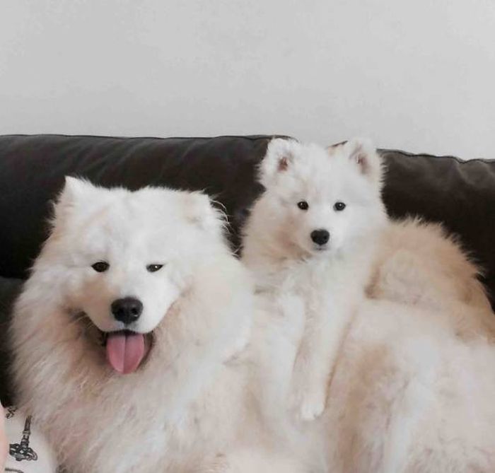 Cute Samoyeds (42 pics)