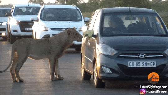 Acid Gifdump, May 04, 2018 (25 gifs)