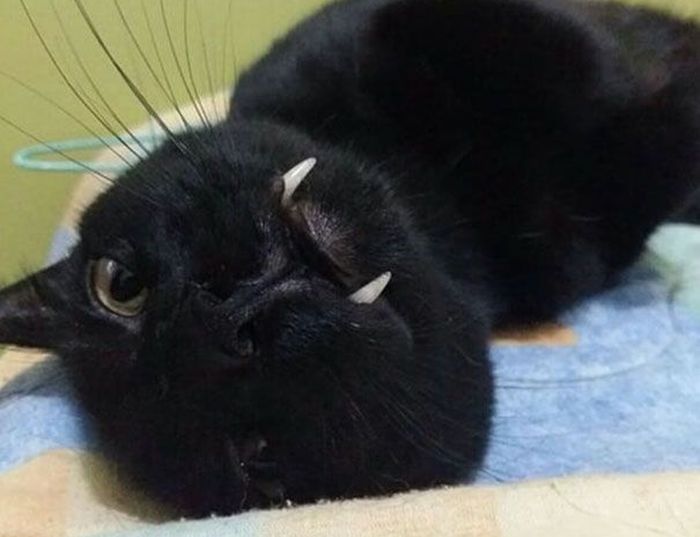 Times ‘Stupid Cat Drawings’ Made Everyone Laugh With How Accurate They Were (25 pics)
