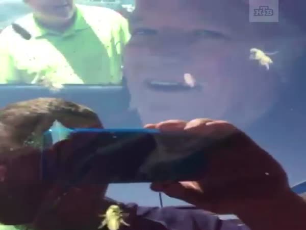 Man Drives With Swarm of Bees in Car