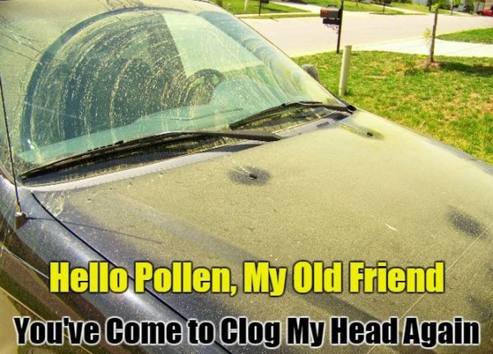 Allergy Season Memes (26 pics)