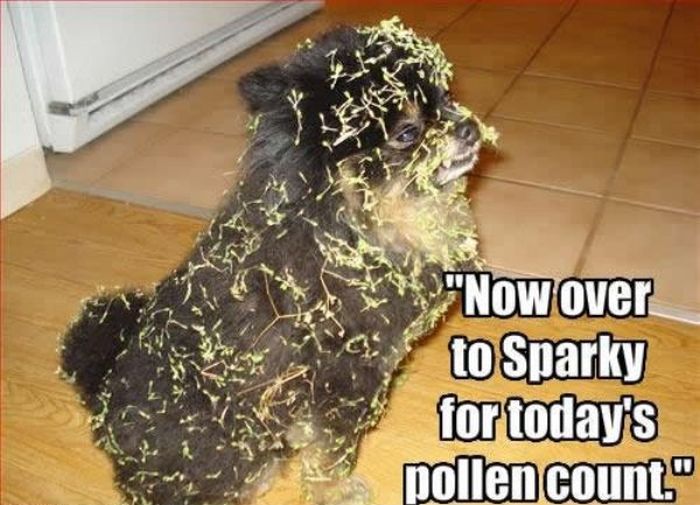 Allergy Season Memes (26 pics) .