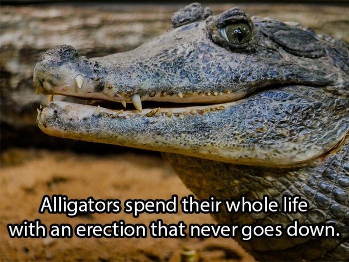 Selection Of Dirty Facts (14 pics)