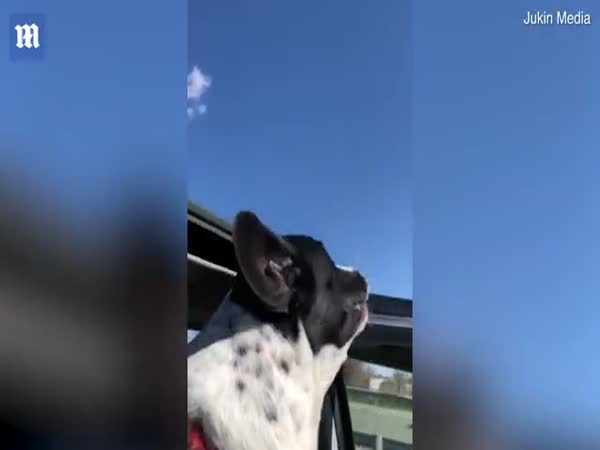Dog Sticks His Head Out Of A Car Sunroof to Try And 'Eat The Air'