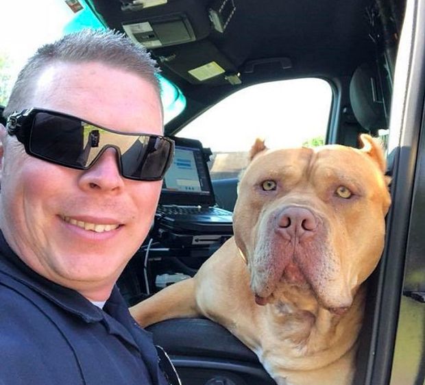 Officer Responds To A Call About “Vicious Dog” (12 pics)