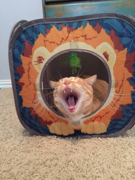 Perfectly Timed Photos (49 pics)