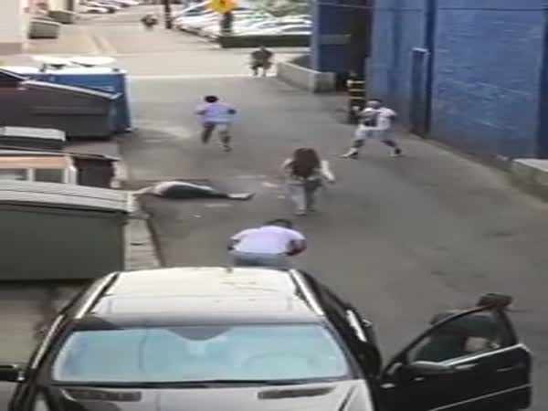 Cinco De Mayo Is Celebrated With A Drunk Brawl In West Hollywood