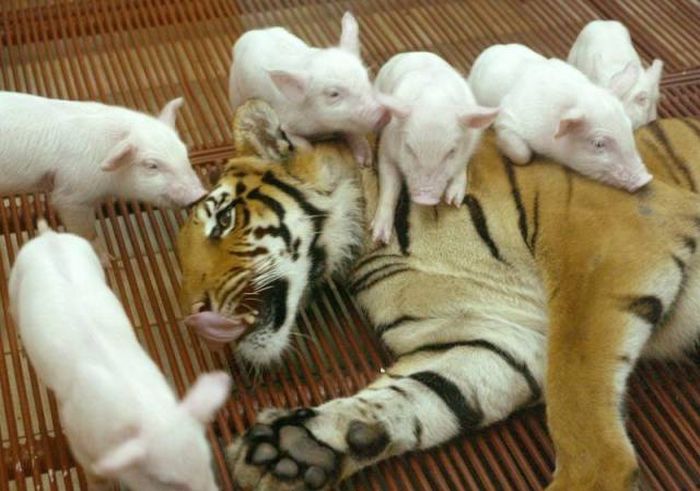 Acid Picdump (102 pics)