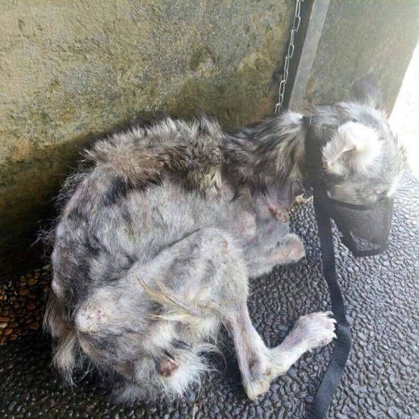 A Saved Husky Looks Like Before & After She Was Saved From The Streets (11 pics)
