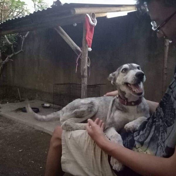 A Saved Husky Looks Like Before & After She Was Saved From The Streets (11 pics)