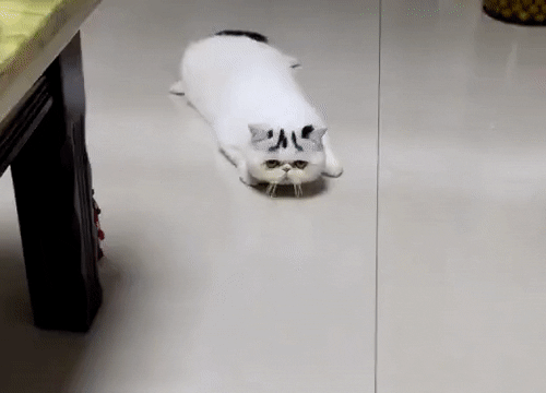 Acid Gifdump, May 11, 2018 (25 gifs)