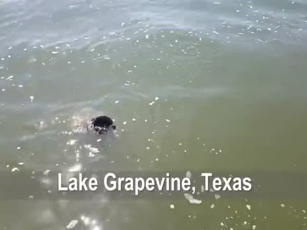 Giant Catfish Trying to Eat a Turtle