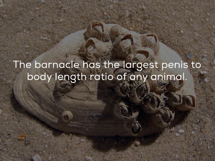 Unbelievable Facts (22 pics)