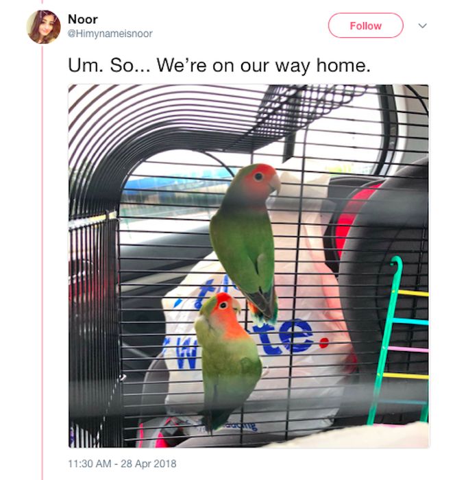 Mom and Daughter Go On A Hilarious Quest For Some Secret Parrots (33 pics)