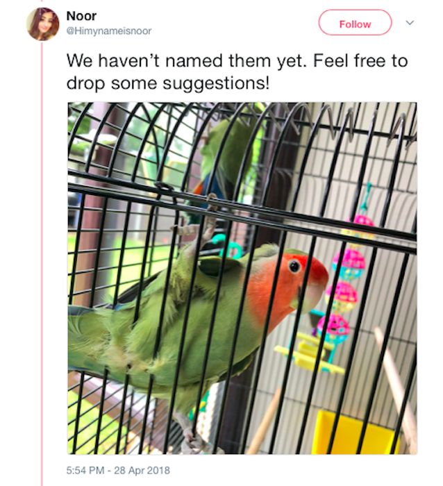 Mom and Daughter Go On A Hilarious Quest For Some Secret Parrots (33 pics)