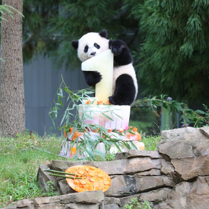 Pandas Celebrating Birthdays (21 pics)