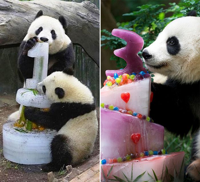 Pandas Celebrating Birthdays (21 pics)