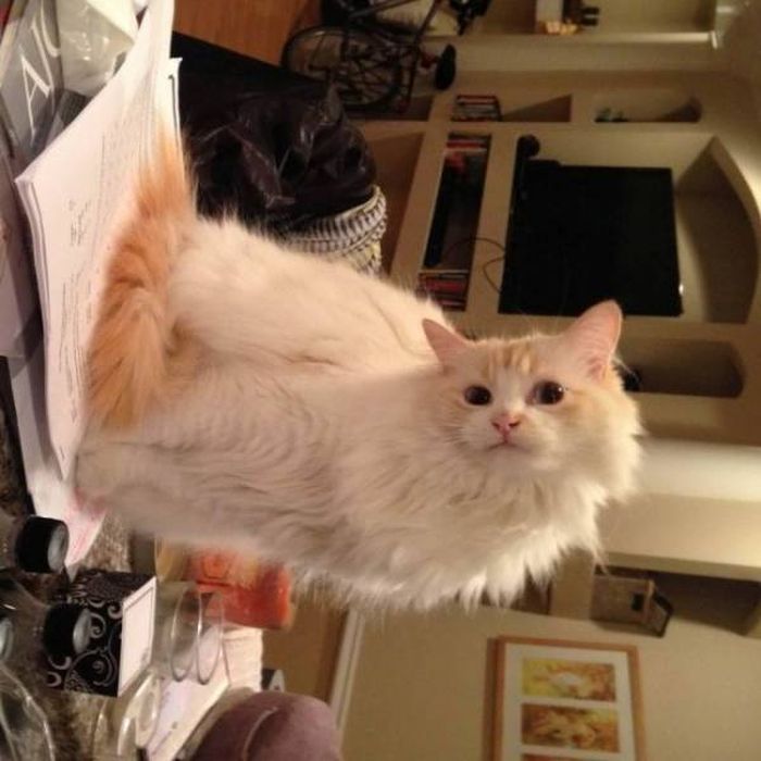 Acid Picdump (91 pics)
