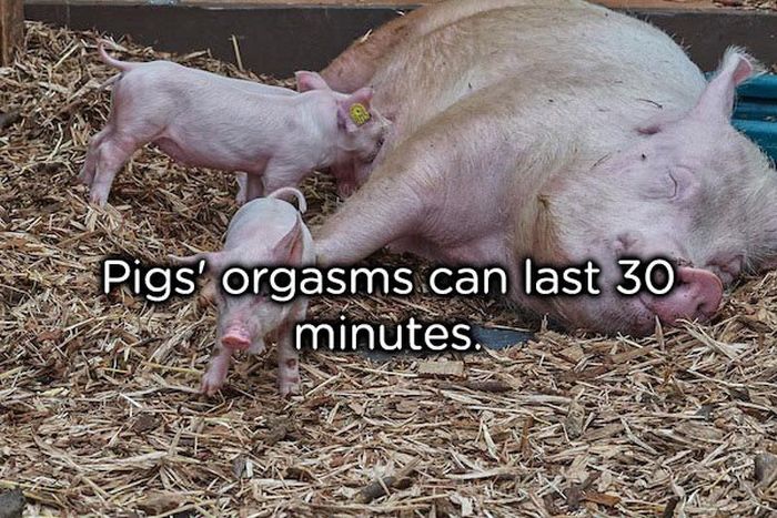 These Facts Are Awesome (25 pics)