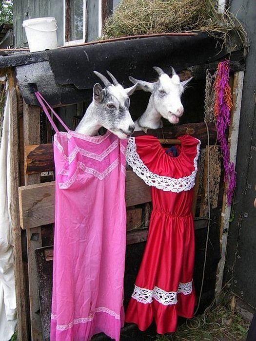 Acid Picdump (92 pics)