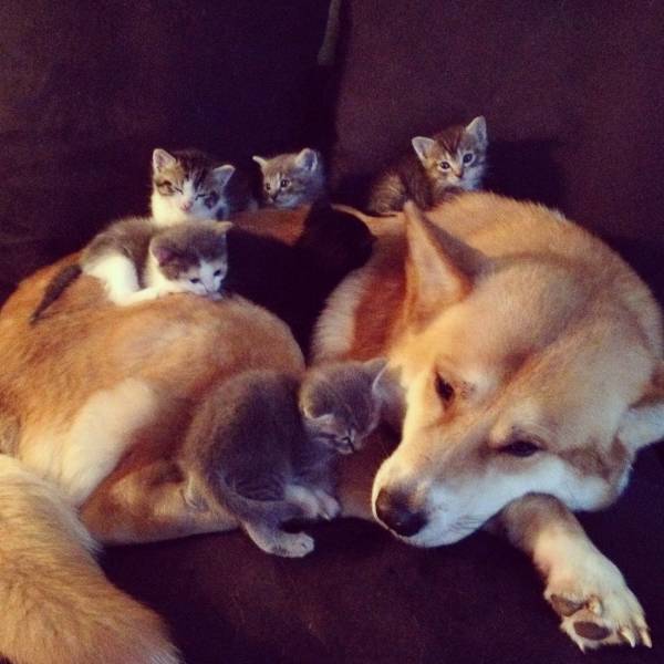 Acid Picdump (92 pics)