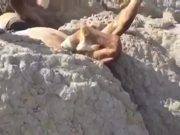 Horse Rescued After Being Found Stuck