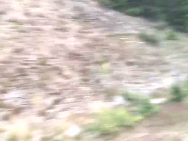 Grey Wolf Chases Family In Car