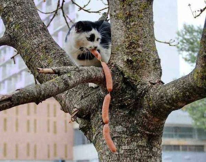 Cats Caught Stealing (33 pics)