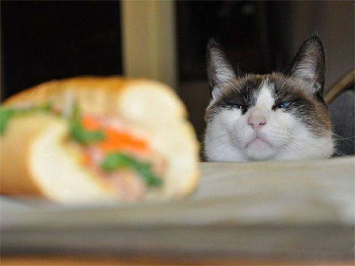 Cats Caught Stealing (33 pics)